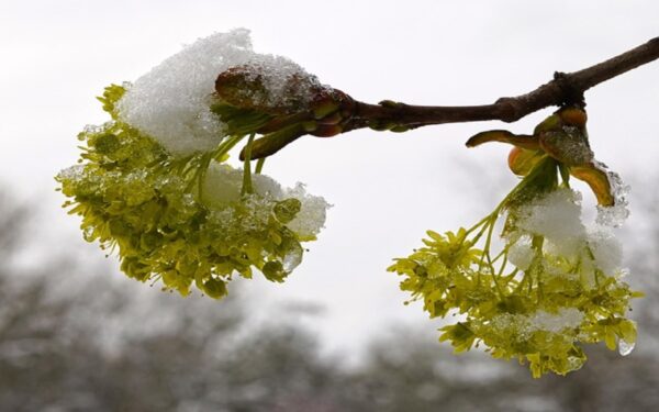 Tés relajantes, aromaterapia y hábitos nocturnos que favorecen el descanso natural