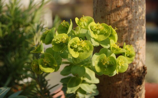 Euphorbia hirta: una planta ancestral para fortalecer los pulmones, huesos y el sistema inmunológico